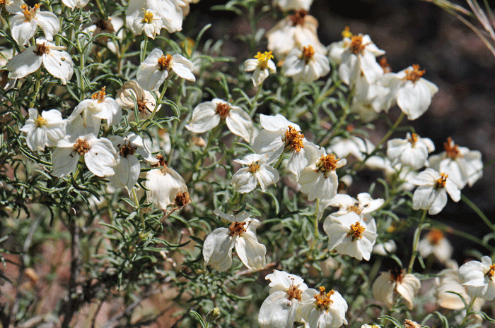 Desert Zinnia blooms from April or May through October following adequate monsoon rainfall. Zinnia acerosa